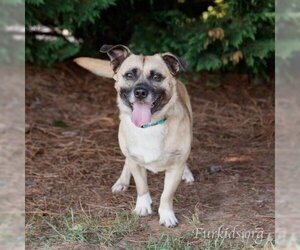 Pug Dogs for adoption in Cumming, GA, USA