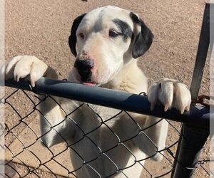 Mutt Dogs for adoption in Los Lunas, NM, USA