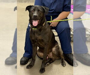 Shepradors Dogs for adoption in Forestville, MD, USA