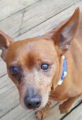 Miniature Pinscher Dogs for adoption in Raleigh, NC, USA