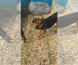 Black and Tan Coonhound-Unknown Mix Dogs for adoption in Orange Grove, TX, USA