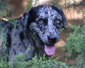 Medium Photo #1 Catahoula Leopard Dog-Unknown Mix Puppy For Sale in Eureka Springs, AR, USA
