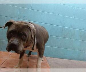 American Pit Bull Terrier Dogs for adoption in Downey, CA, USA