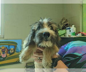 Poodle (Standard)-Unknown Mix Dogs for adoption in SHERBURNE, NY, USA