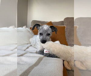 Bluetick Coonhound-Unknown Mix Dogs for adoption in Springdale, PA, USA