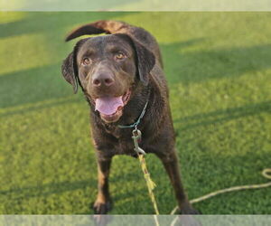 Labrador Retriever Dogs for adoption in Clovis, CA, USA