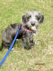 Shih Tzu Dogs for adoption in Altus, OK, USA