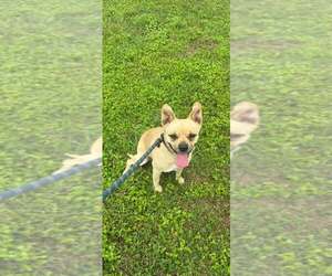 Mutt Dogs for adoption in Abbeville, LA, USA