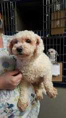 Bichon Frise Dogs for adoption in CORNING, NY, USA