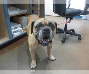 Bulldog Dogs for adoption in Temple, TX, USA