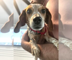 Beagle Dogs for adoption in Dunnellon, FL, USA