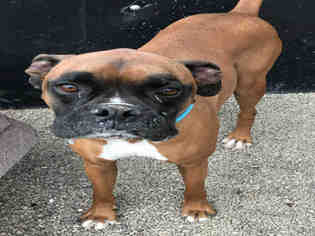 Boxer Dogs for adoption in Frisco, CO, USA