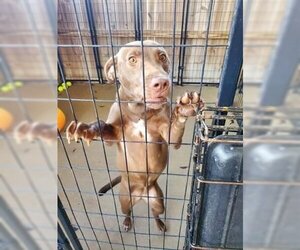 Vizsla-Weimaraner Mix Dogs for adoption in Stephens City, VA, USA