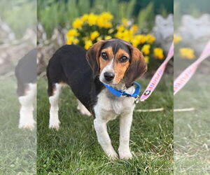 Beagle Dogs for adoption in Batavia, NY, USA