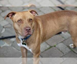 American Staffordshire Terrier Dogs for adoption in Warwick, RI, USA