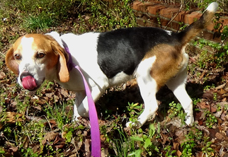 Medium Photo #1 Beagle Puppy For Sale in Holly Springs, MS, USA