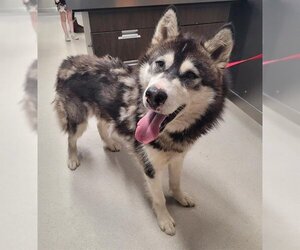 Alaskan Malamute Dogs for adoption in Fairbanks, AK, USA