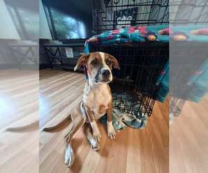 Boxer-Unknown Mix Dogs for adoption in pomfret, CT, USA