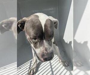 American Pit Bull Terrier Dogs for adoption in Houston, TX, USA
