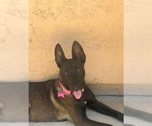 Mutt Dogs for adoption in Imlay City, MI, USA