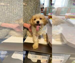 Shih-Poo Dogs for adoption in Benton, LA, USA