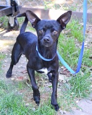 Chihuahua Dogs for adoption in Huntington, NY, USA