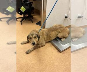 Anatolian Shepherd-Unknown Mix Dogs for adoption in Martinez, CA, USA