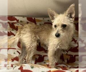 Cairn Terrier Dogs for adoption in HESPERIA, CA, USA
