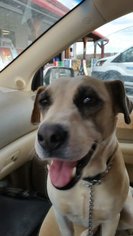 Labrador Retriever-Unknown Mix Dogs for adoption in Demorest, GA, USA
