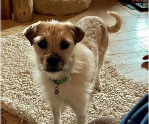 Border Terrier-Unknown Mix Dogs for adoption in Denver , CO, USA