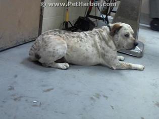 Small Catahoula Leopard Dog