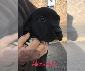 Mastador Dogs for adoption in toms river, NJ, USA