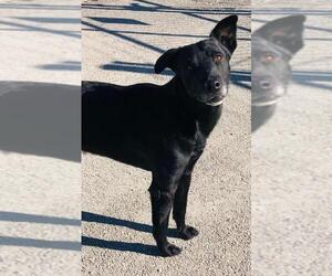 Labrador Retriever-Unknown Mix Dogs for adoption in Pleasanton, TX, USA