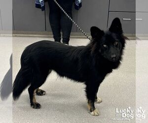 Australian Shepherd-Unknown Mix Dogs for adoption in Washington, DC, USA