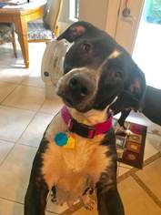 Borador Dogs for adoption in Houston, TX, USA