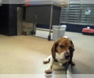 Basset Hound Dogs for adoption in Charlotte, NC, USA