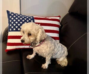 Maltese Dogs for adoption in Fort Wayne, IN, USA