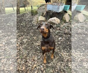 Small Doberman Pinscher