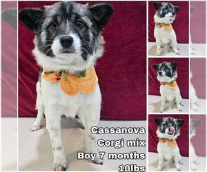 Pembroke Welsh Corgi-Unknown Mix Dogs for adoption in Seattle, WA, USA