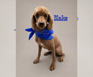 Mutt Dogs for adoption in Conway, AR, USA