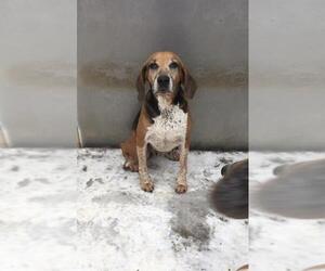 American Foxhound Dogs for adoption in Northville, MI, USA