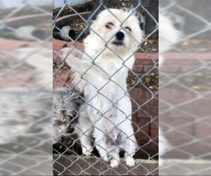 Mutt Dogs for adoption in Ventura, CA, USA
