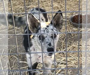 Mutt Dogs for adoption in Carson City, NV, USA