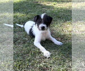 Mutt Dogs for adoption in Rockaway, NJ, USA