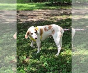 American Foxhound-Unknown Mix Dogs for adoption in Pensacola, FL, USA