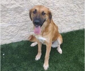 Anatolian Shepherd-Collie Mix Dogs for adoption in Rockwall, TX, USA