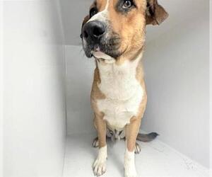 Labrador Retriever-Unknown Mix Dogs for adoption in Houston, TX, USA