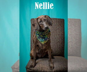 Plott Hound-Unknown Mix Dogs for adoption in North Myrtle Beach, SC, USA