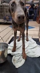 Doberman Pinscher Dogs for adoption in New York, NY, USA