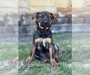 Mutt Dogs for adoption in PIPE CREEK, TX, USA